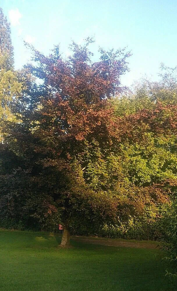 5 X 2ft Tall Potted Purple Copper Beech Native Hedge Plant Saplings Semi-evergreen Hedging 6 5 X 2ft Tall Potted Purple Copper Beech Native Hedge Plant Saplings Semi-evergreen Hedging - Image 4