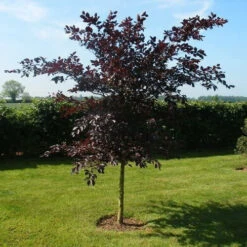 Purple Beech (Fagus Sylvatica Atropunicea) Semi-Evergreen Field Grown Hedging -Green Garden World l Purple Beech 31