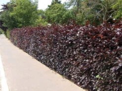 Purple Beech (Fagus Sylvatica Atropunicea) Semi-Evergreen Field Grown Hedging -Green Garden World l Purple Beech 51