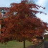 Red Oak (Quercus Rubra) Field Grown Hedging Plants - 2-3ft -Green Garden World l Red Oak 1