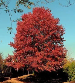 Red Oak (Quercus Rubra) Field Grown Hedging Plants - 2-3ft -Green Garden World l Red Oak 3
