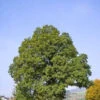 Sessile Oak (Quercus Petraea) Field Grown Bare Root Hedging Plants - 3-4ft -Green Garden World l Sessile Oak 1