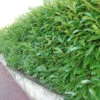 Shady Laurel Evergreen Hedge Plants Hardy Bare Root