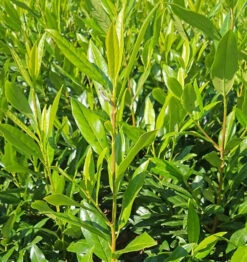Shady Laurel Evergreen Hedge Plants Hardy Bare Root -Green Garden World l Shady Laurel 5