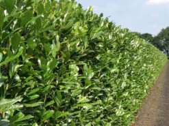 Shady Laurel Evergreen Hedge Plants Hardy Bare Root -Green Garden World l Shady Laurel 6