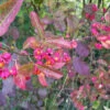 Spindle (Euonymus Europaeus) Field Grown Hedging Plants 3-4ft -Green Garden World l Spindle 1