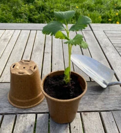 Nutley's Biodegradable 9cm Plant Pots Bamboo Style 11 Nutley's Biodegradable 9cm Plant Pots Bamboo Style -Green Garden World l Vipot9cmwithstrawberryandtrowel 1024x1024@2x