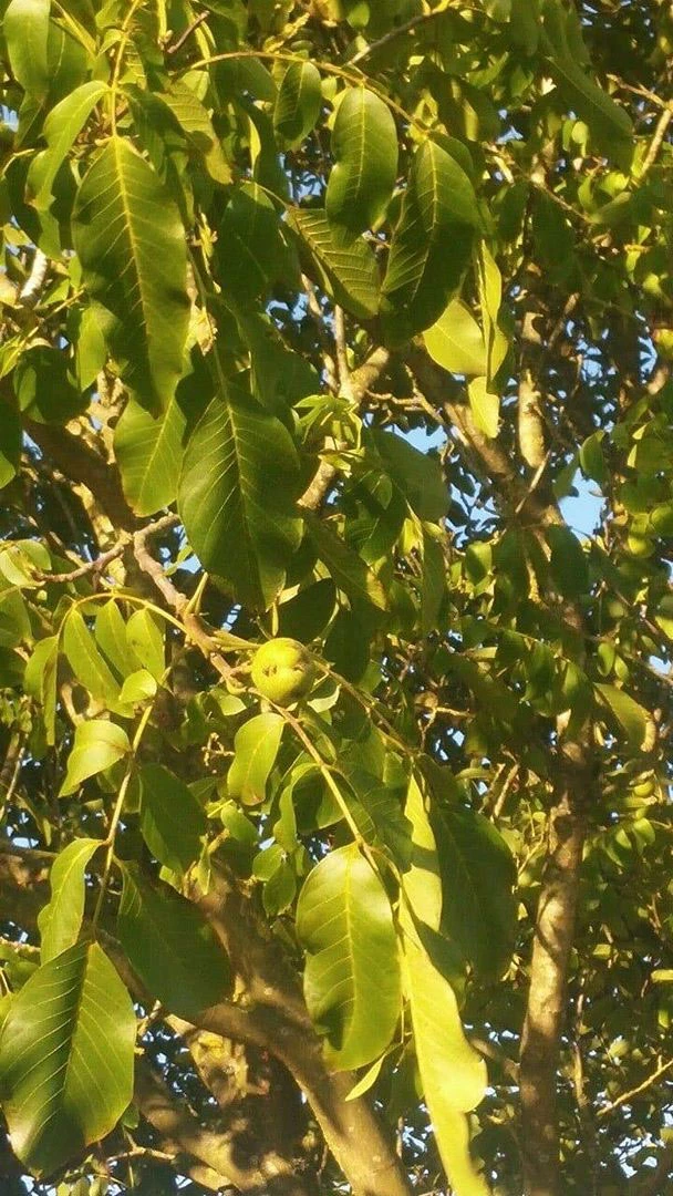 Walnut (Juglans Regia) Field Grown Saplings Hedging Plants - 40-60cm 4 Walnut (Juglans Regia) Field Grown Saplings Hedging Plants - 40-60cm - Image 2