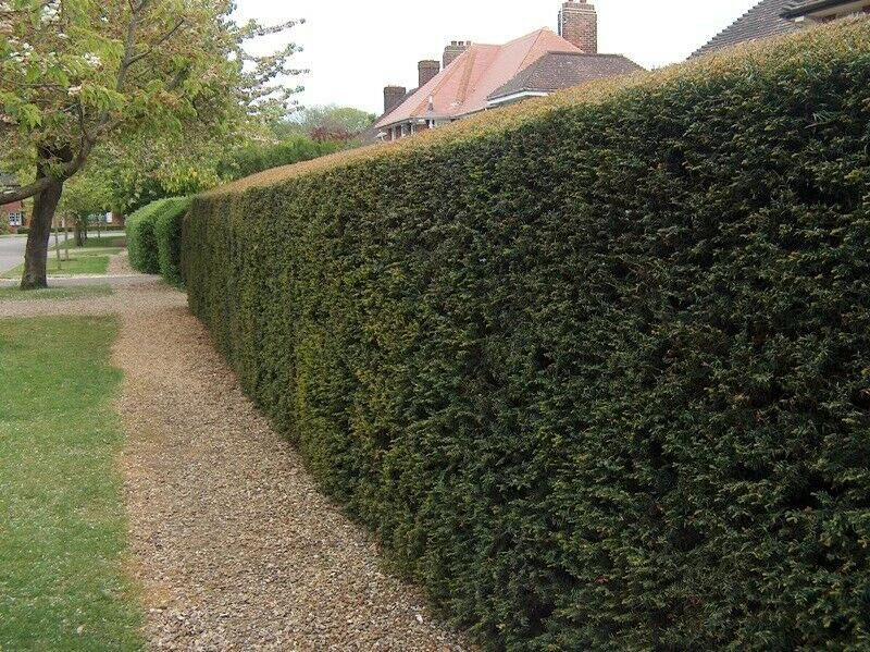 Yew (Taxus Baccata) Evergreen Bare Root Hedging Plants 3 Yew (Taxus Baccata) Evergreen Bare Root Hedging Plants
