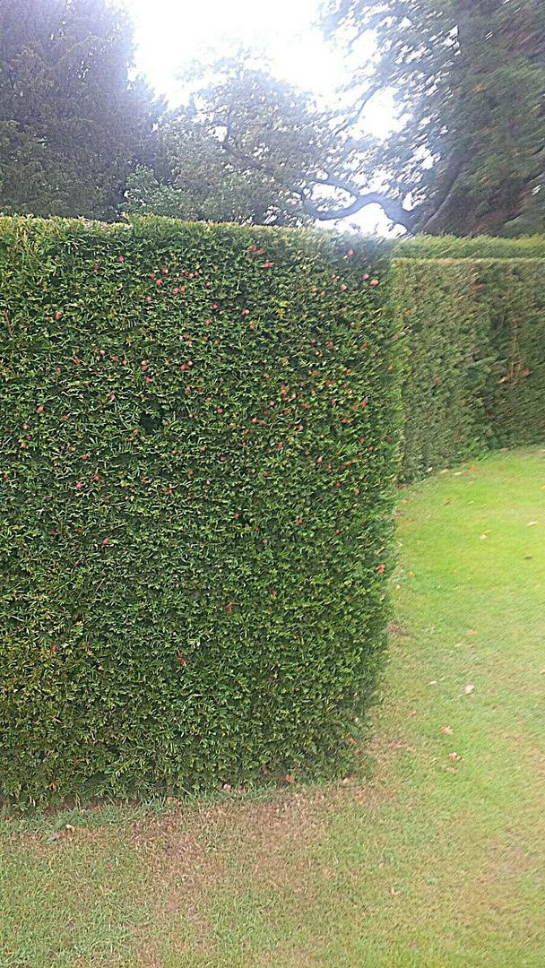 Yew (Taxus Baccata) Evergreen Bare Root Hedging Plants 4 Yew (Taxus Baccata) Evergreen Bare Root Hedging Plants - Image 2