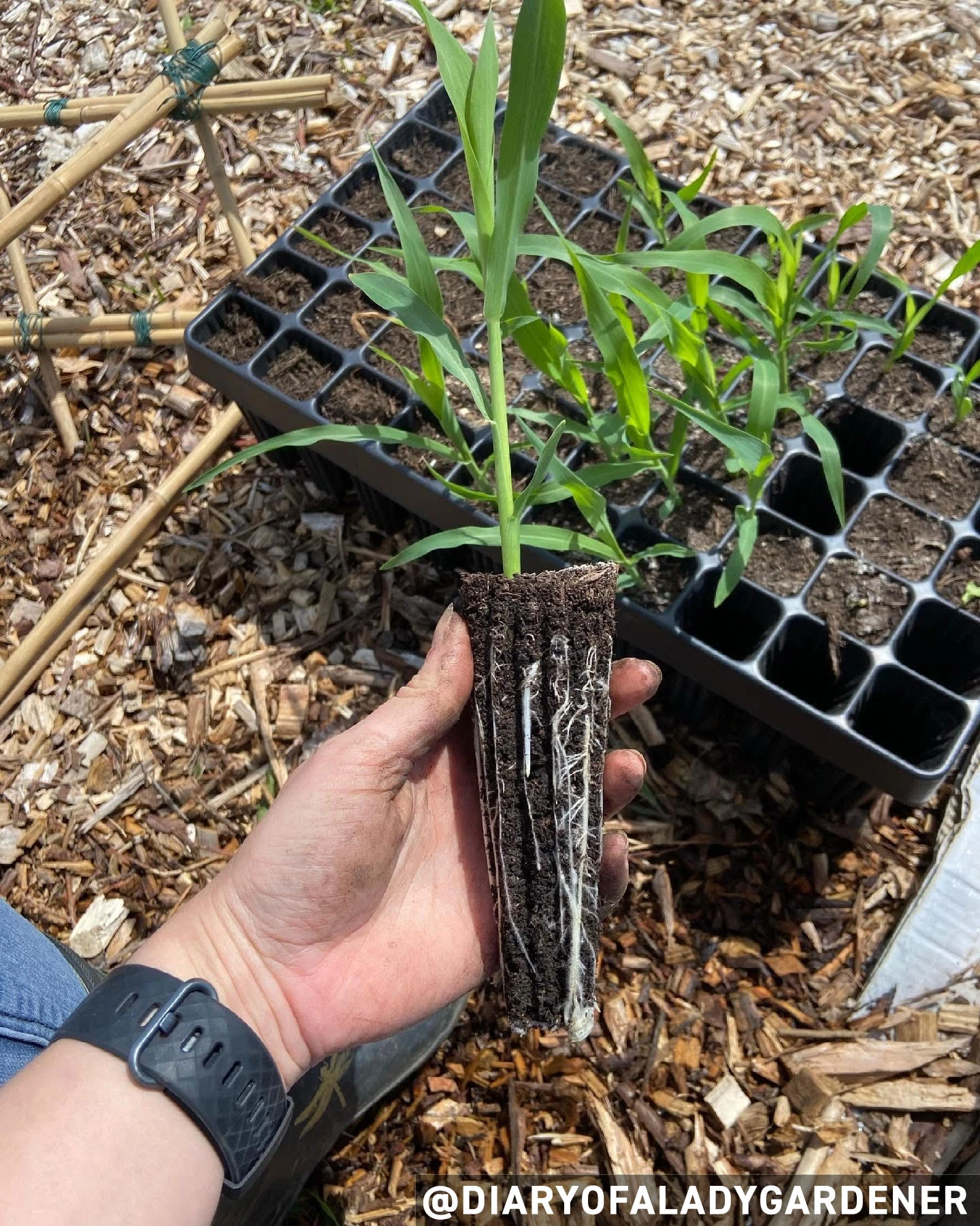 Nutley's 45 Cell Extra Large Plug Plant Root Grower - Pack Of 2 4 Nutley's 45 Cell Extra Large Plug Plant Root Grower - Pack Of 2 - Image 2