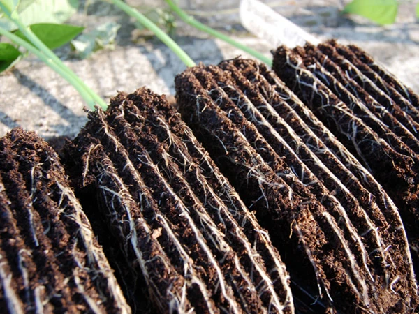 Haxnicks Deep Rootrainers Plug Plant Propagator Set 5 Haxnicks Deep Rootrainers Plug Plant Propagator Set - Image 3