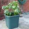 Potato Pot 2 Potato Pot -Green Garden World l potp1