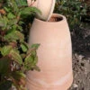 60cm Terracotta Rhubarb Forcer / Clay Cloche -Green Garden World large rhubarb forcer