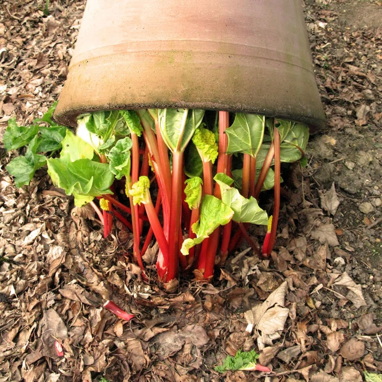 50cm Terracotta Rhubarb Forcer / Clay Cloche 4 50cm Terracotta Rhubarb Forcer / Clay Cloche - Image 2