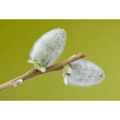 3-4ft White Willow (Salix Alba) Field Grown Bare Root Hedging Plants -Green Garden World s Willow 5