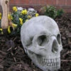 Skull Stone Garden Ornament Statue - GG11 -Green Garden World skull garden ornament